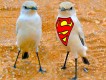 1303240551 - 000 - namibia desert super bird